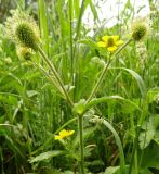 Geum urbanum