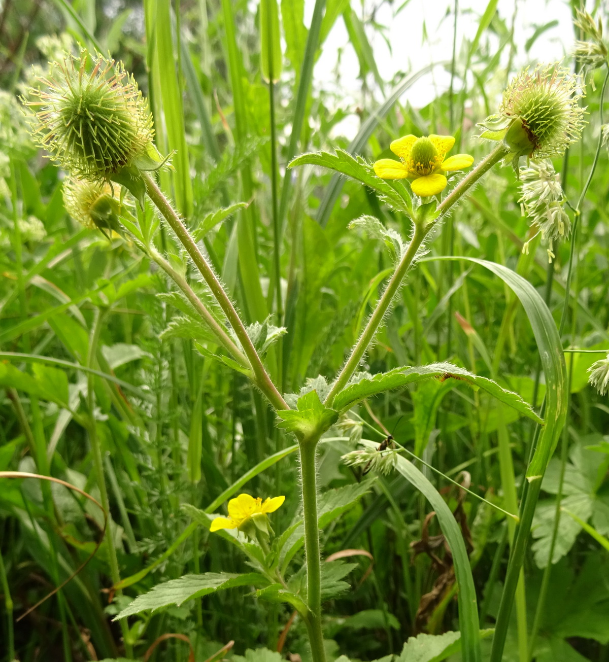 Image of Geum urbanum specimen.