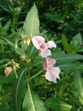 Impatiens glandulifera