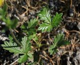 Potentilla arenosa