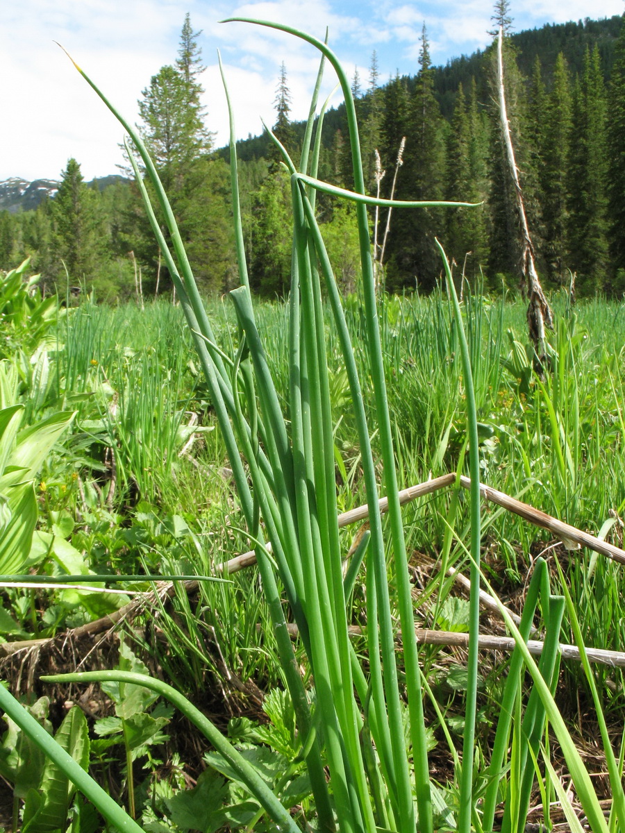 Изображение особи Allium schoenoprasum.