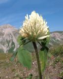 Trifolium canescens