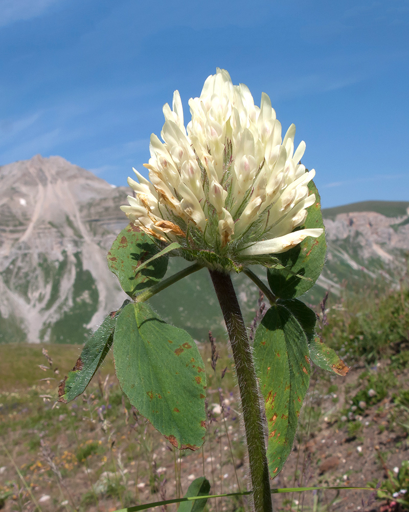 Изображение особи Trifolium canescens.