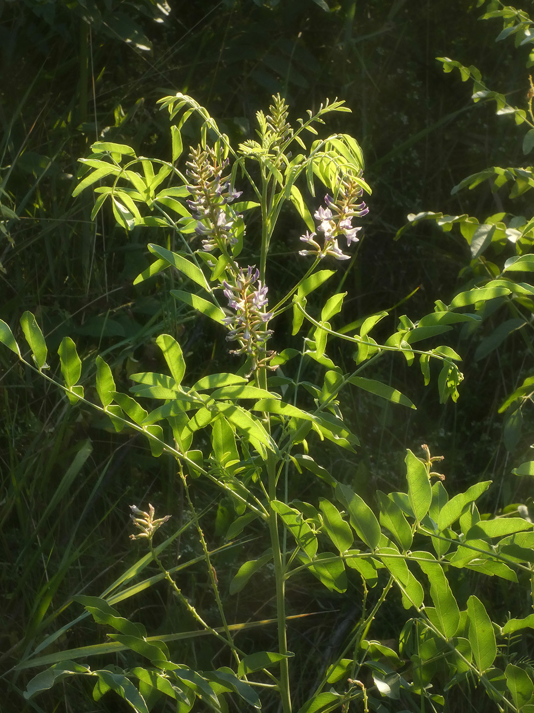 Изображение особи Glycyrrhiza glabra.