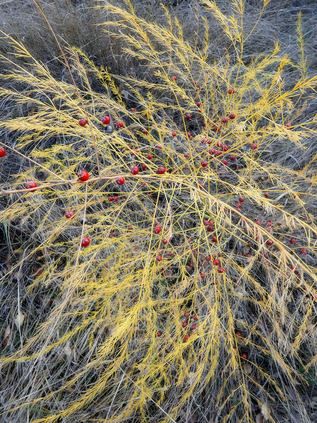 Image of Asparagus pseudoscaber specimen.