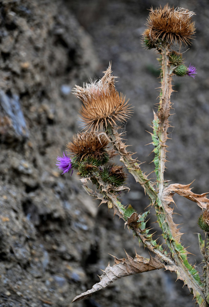 Image of Onopordum acanthium specimen.