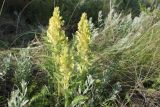 Pedicularis kaufmannii