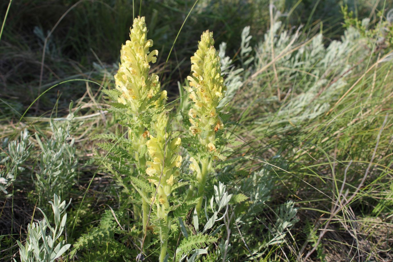 Image of Pedicularis kaufmannii specimen.