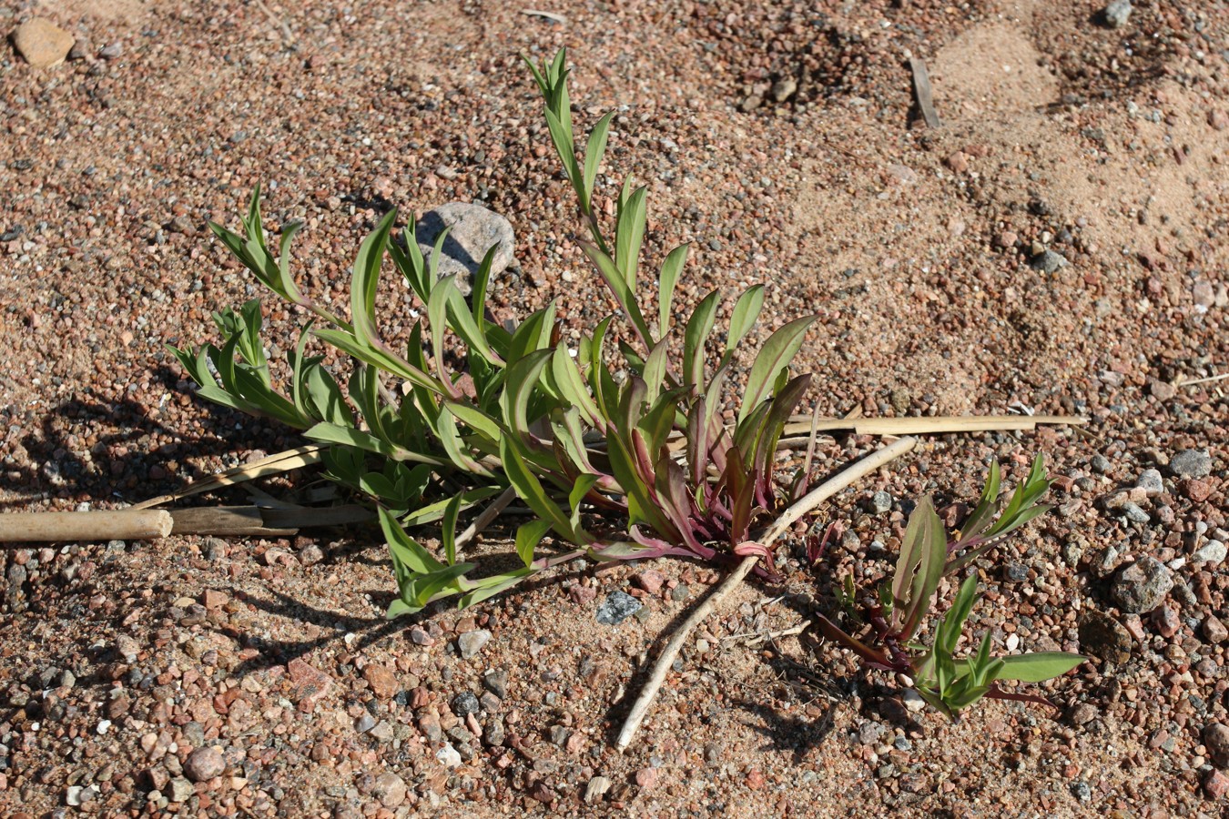 Image of Oberna littoralis specimen.