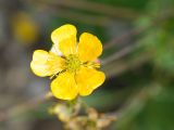 Ranunculus oreophilus