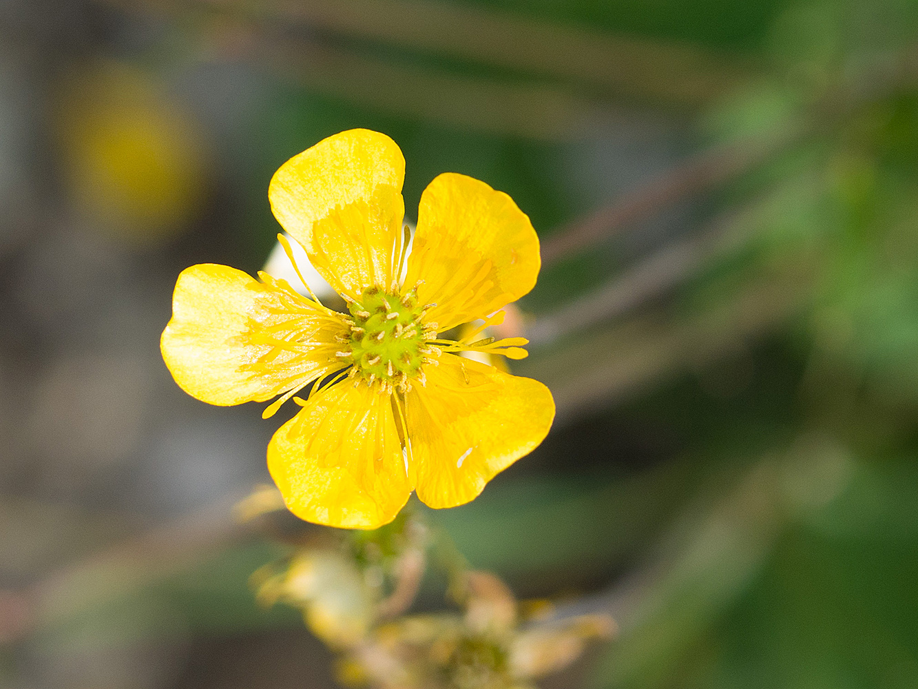 Изображение особи Ranunculus oreophilus.