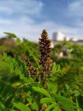 Amorpha fruticosa