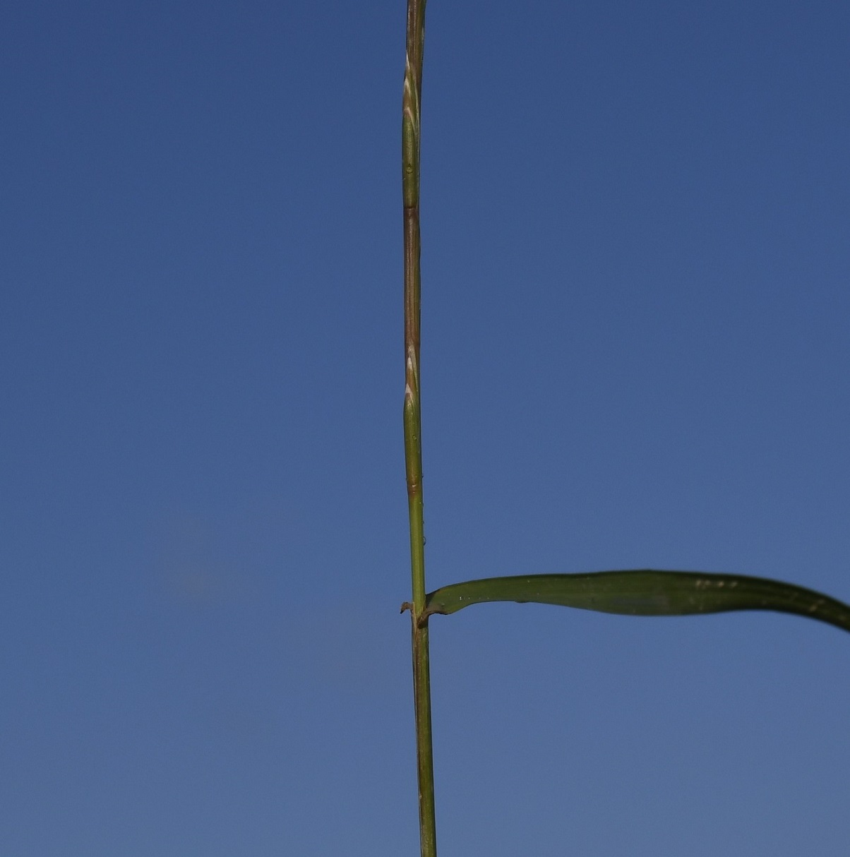Изображение особи Lolium rigidum.