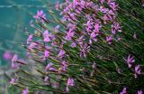 Dianthus orientalis