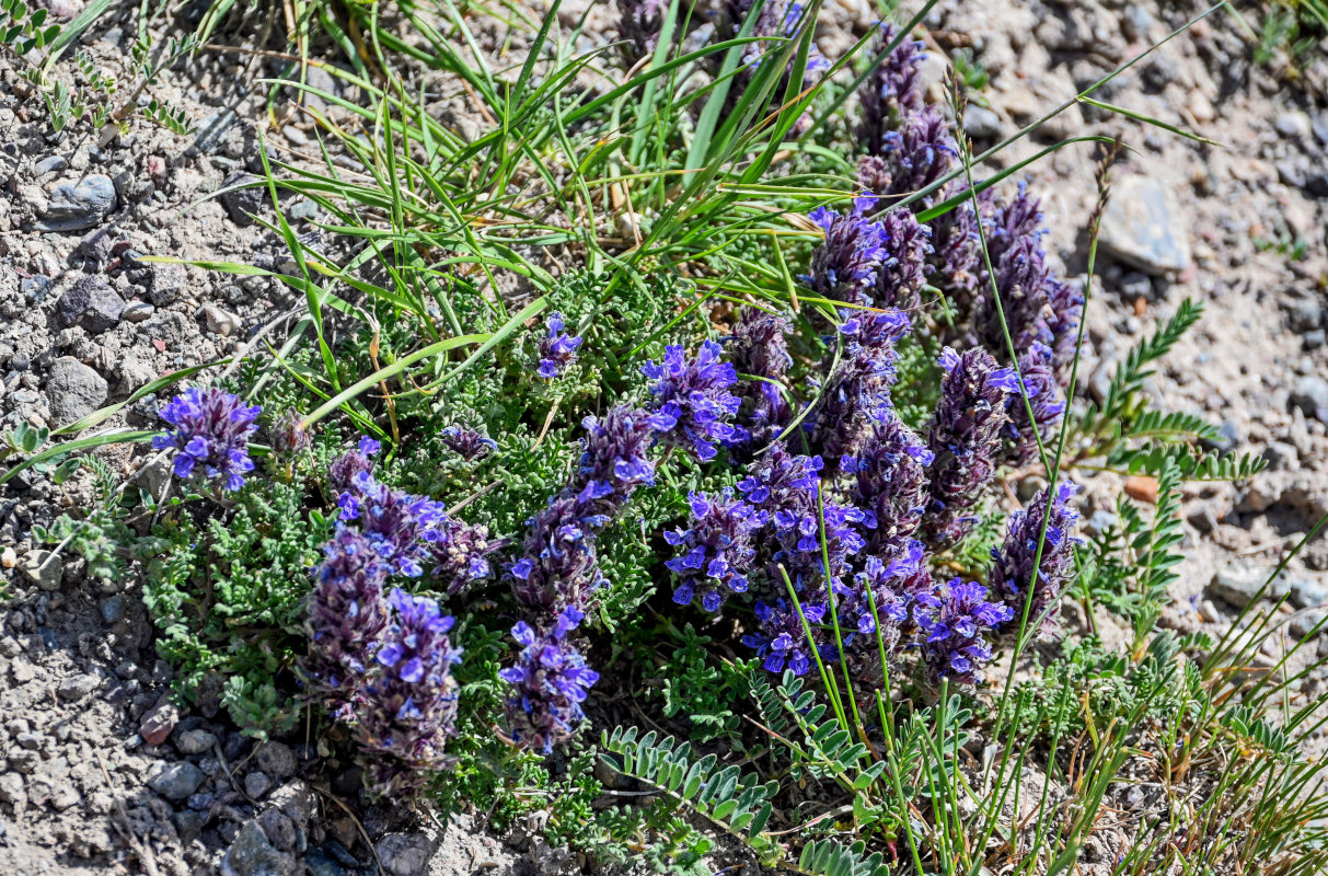 Изображение особи Dracocephalum paulsenii.