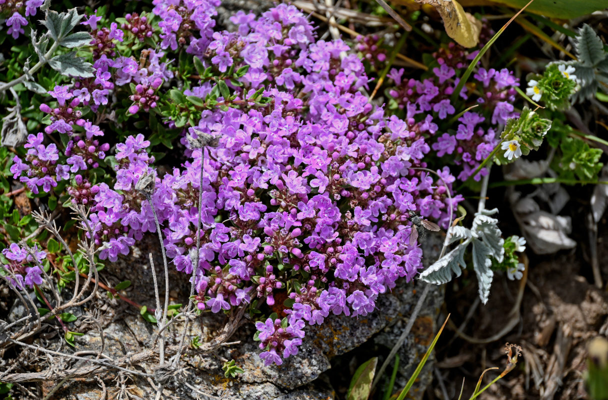 Изображение особи род Thymus.