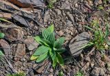 Plantago camtschatica