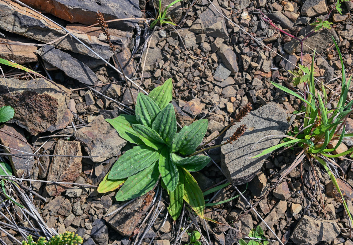 Изображение особи Plantago camtschatica.