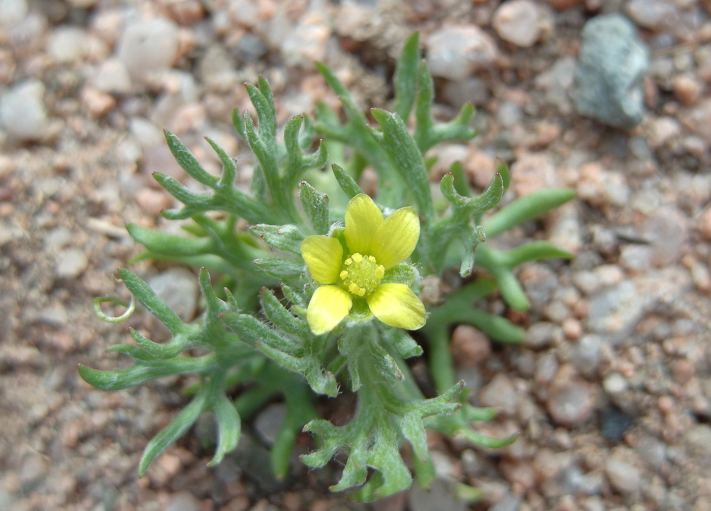 Изображение особи Ceratocephala orthoceras.