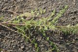 Pyrethrum leptophyllum