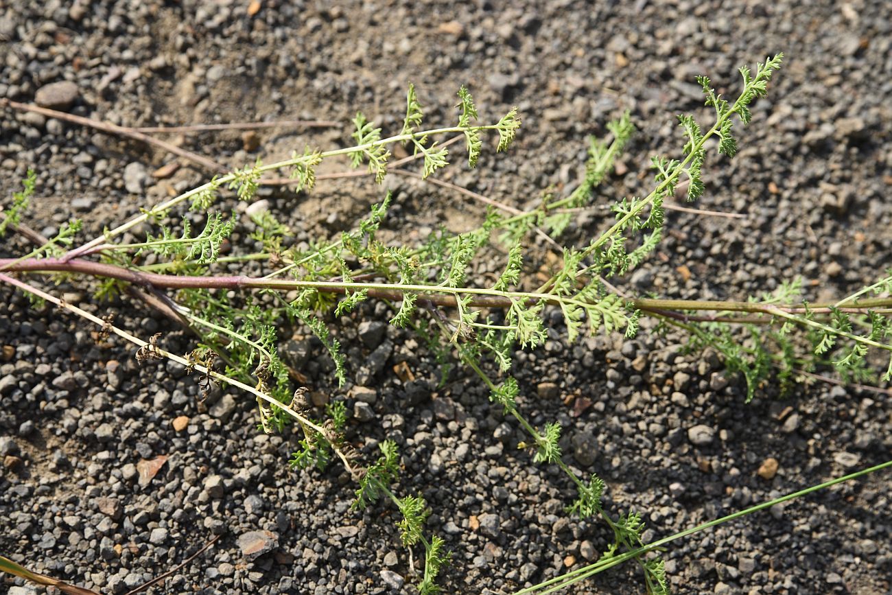 Изображение особи Pyrethrum leptophyllum.