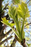 Fraxinus pennsylvanica