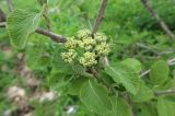 Viburnum lantana. Верхушка веточки с соцветием в бутонах. Краснодарский край, Апшеронский р-н, гора Черногор, ≈ 1700 м н.у.м., на верхней границе леса, гребень между карстовыми воронками. 08.05.2024.