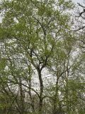 Betula pubescens