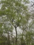 Betula pubescens. Крона взрослого дерева. Нидерланды, провинция Дренте, национальный парк Drentsche Aa, заболоченный лес на берегу небольшого озера. 27 апреля 2008 г.