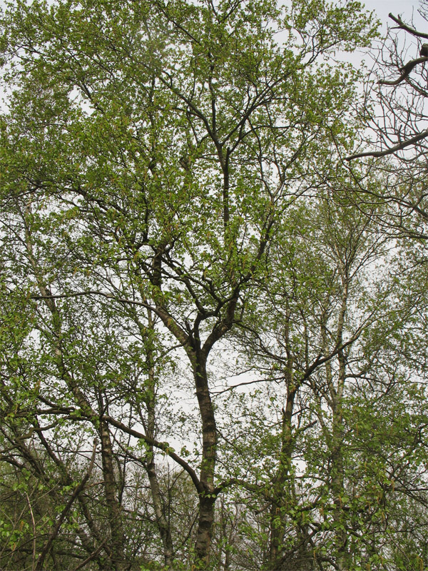 Изображение особи Betula pubescens.