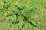 Phlomoides lehmanniana