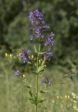 Nepeta grandiflora