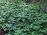 Impatiens parviflora