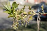 Acer negundo