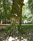 genus Tilia. Нижняя часть ствола взрослого привитого растения. Бельгия, пров. Эно, окр. Турне, г. Турне, Музейный парк (Parc du Musée) озеленение. Август.