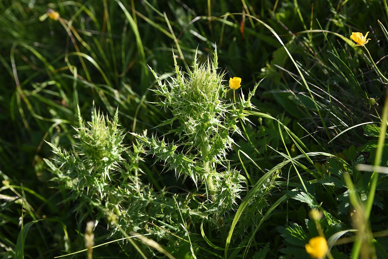 Image of Cirsium obvallatum specimen.