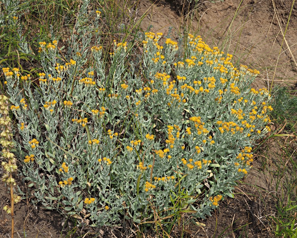 Image of Galatella villosa specimen.