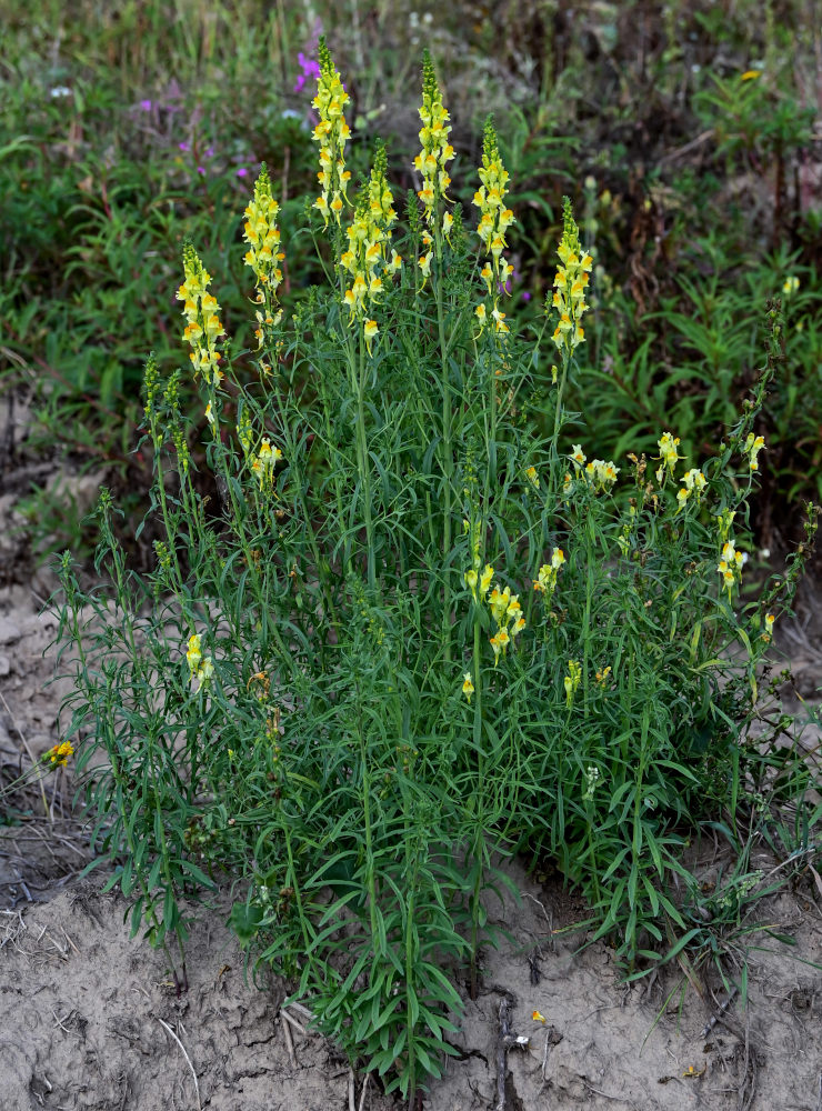 Изображение особи Linaria vulgaris.