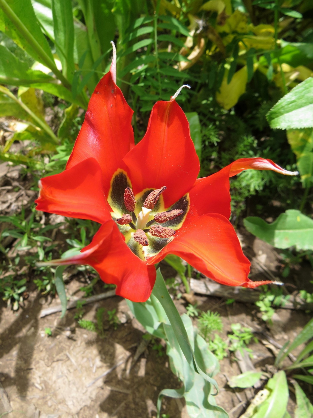 Изображение особи Tulipa subquinquefolia.