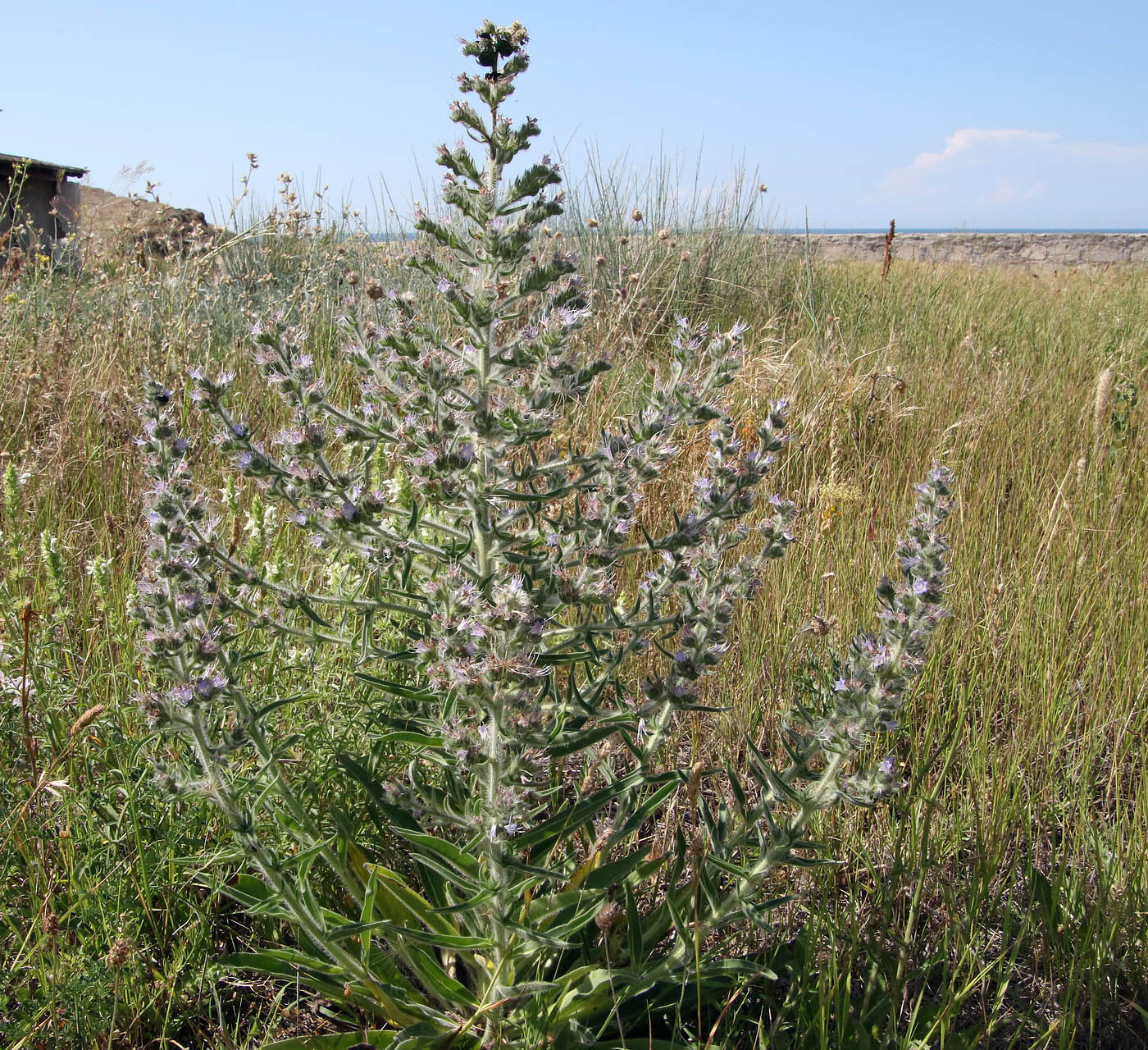 Изображение особи Echium biebersteinii.