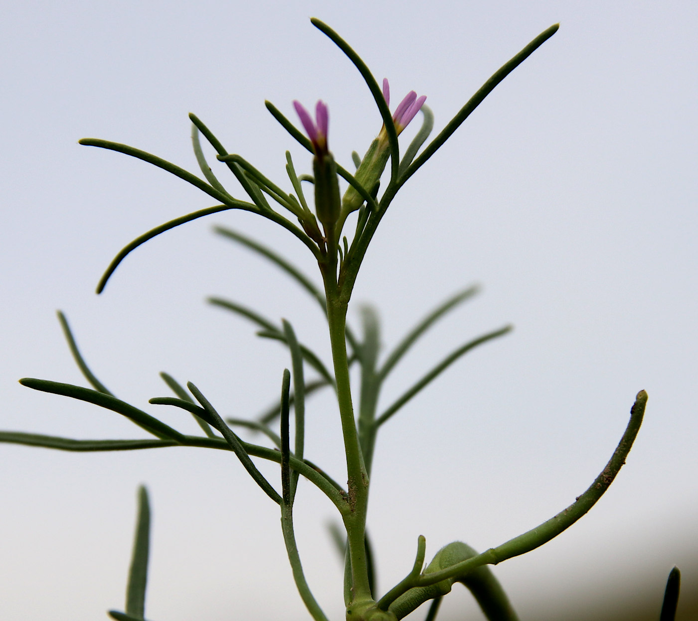 Изображение особи Leptaleum filifolium.
