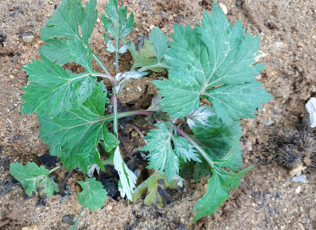 Image of Artemisia vulgaris specimen.