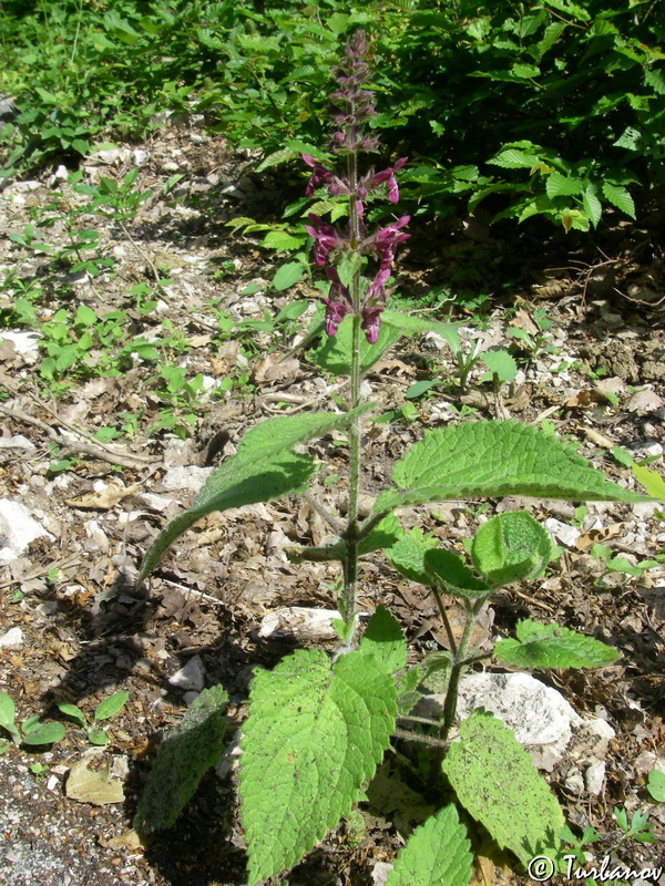 Изображение особи Stachys sylvatica.