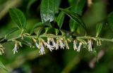 Sarcococca ruscifolia