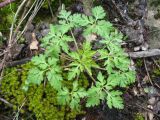 Geranium robertianum. Вегетирующее растение. Южный Казахстан, Таласский Алатау, запов. \"Аксу-Жабаглы\", ущ. Талдыбулак, 1300 м н.у.м., тугай, большой известняковый валун. 26 апреля 2024 г.