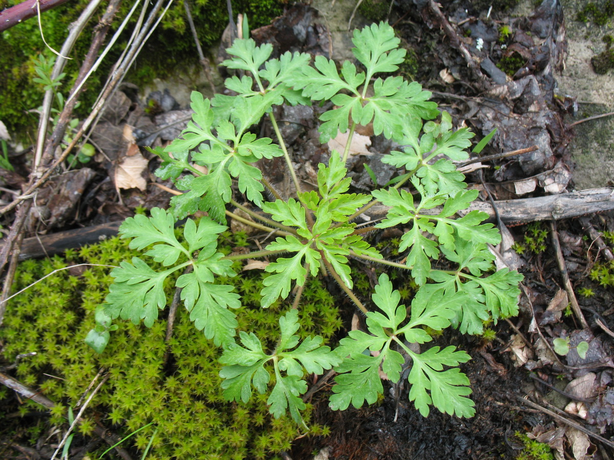 Image of Geranium robertianum specimen.