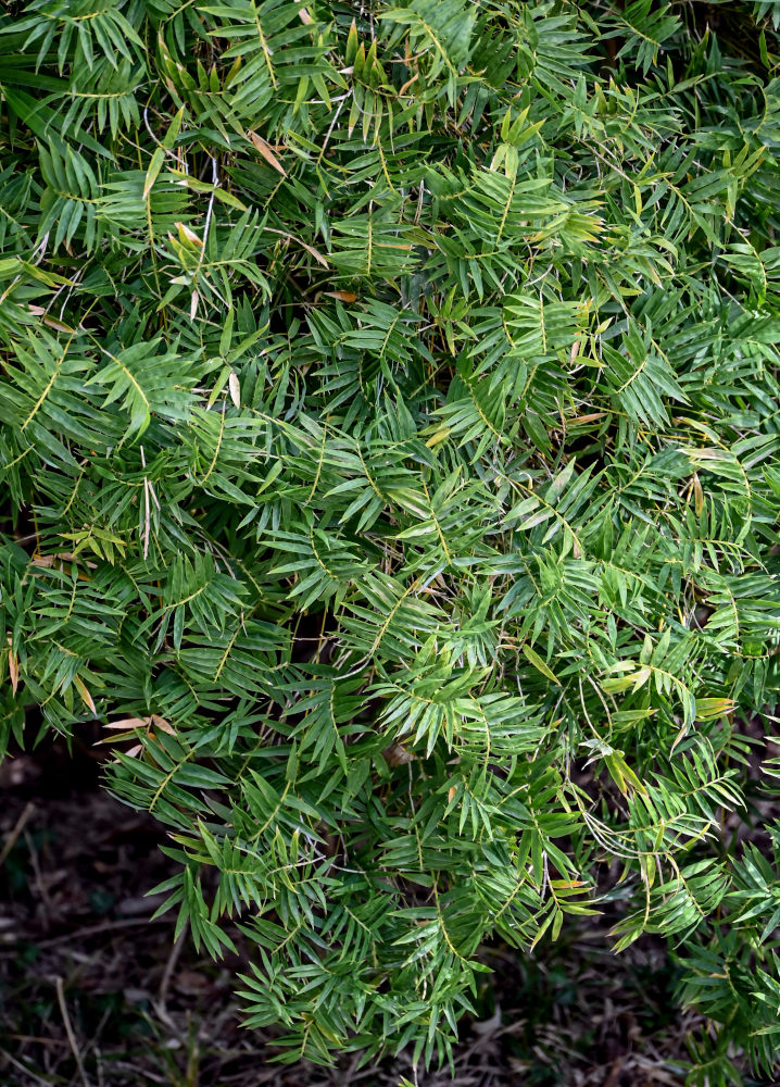Image of Bambusa multiplex specimen.