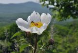 Paeonia lactiflora. Цветок и бутоны. Приморский край, Уссурийский ГО, окр. с. Монакино, разнотравный луг на вершине сопки. 31.05.2025.