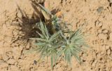 View full-size image Ceratocarpus utriculosus