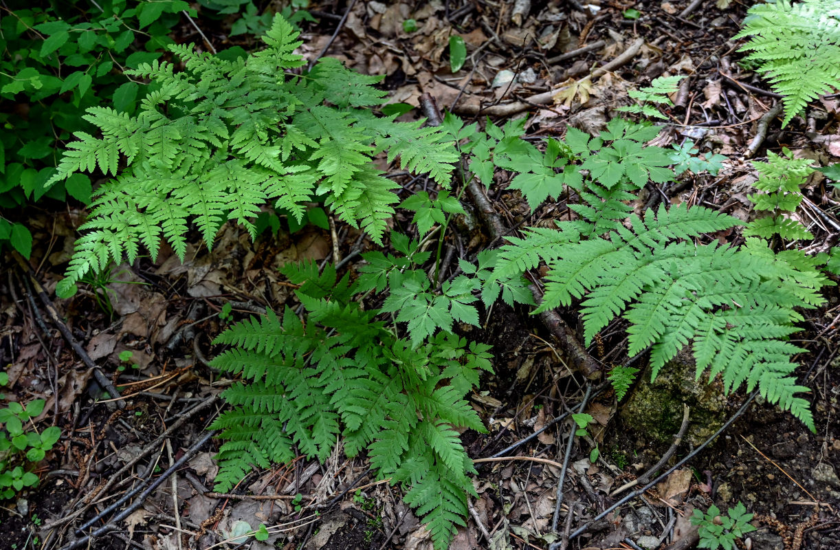 Image of Dryopteris goeringiana specimen.